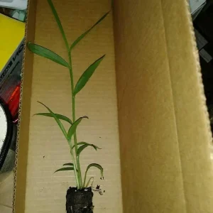 Organic Ginger Live Plant - Zingiber officinale Starter, 4-8 inches Tall, Indoor/Outdoor - Image 2