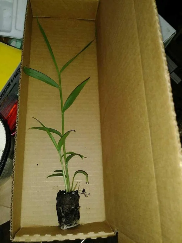 Organic Ginger Live Plant - Zingiber officinale Starter, 4-8 inches Tall, Indoor/Outdoor - Image 2
