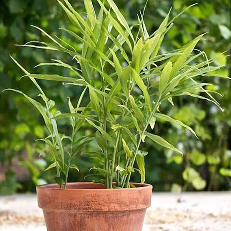 Organic Ginger Live Plant - Zingiber officinale Starter, 4-8 inches Tall, Indoor/Outdoor - Image 1