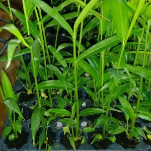 Organic Ginger Live Plant - Zingiber officinale Starter, 4-8 inches Tall, Indoor/Outdoor - Image 3