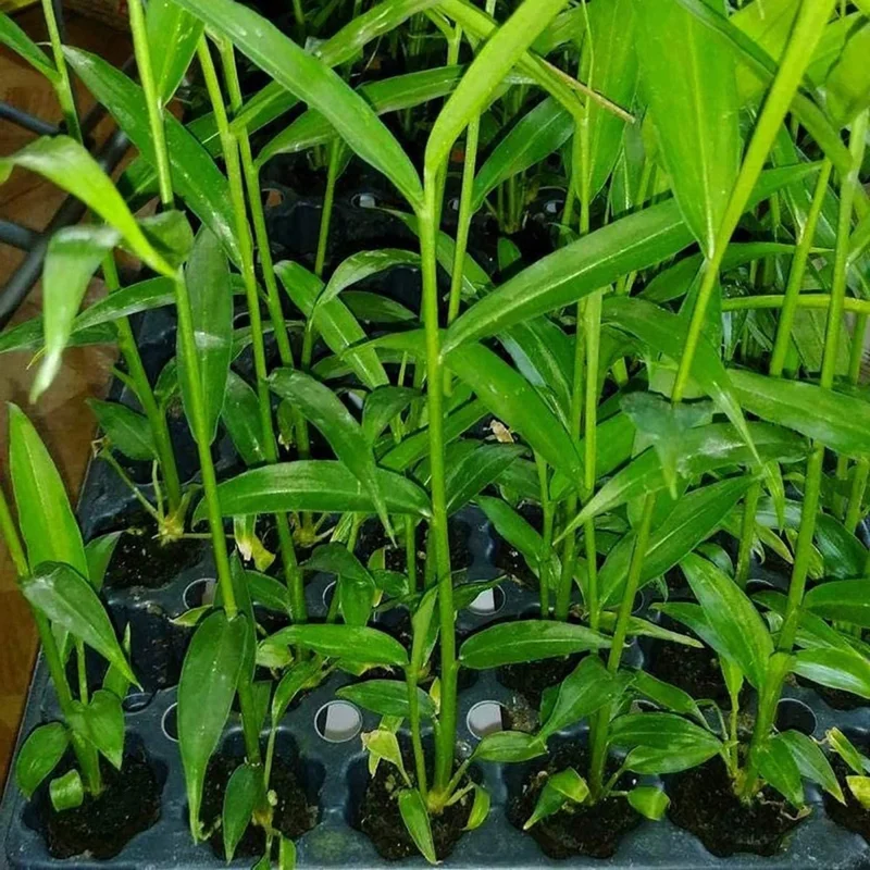 Organic Ginger Live Plant - Zingiber officinale Starter, 4-8 inches Tall, Indoor/Outdoor - Image 3