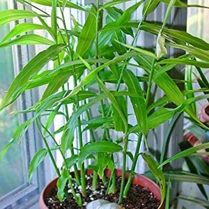 Organic Ginger Live Plant - Zingiber officinale Starter, 4-8 inches Tall, Indoor/Outdoor - Image 5