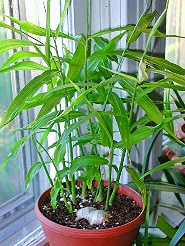 Organic Ginger Live Plant - Zingiber officinale Starter, 4-8 inches Tall, Indoor/Outdoor - Image 5