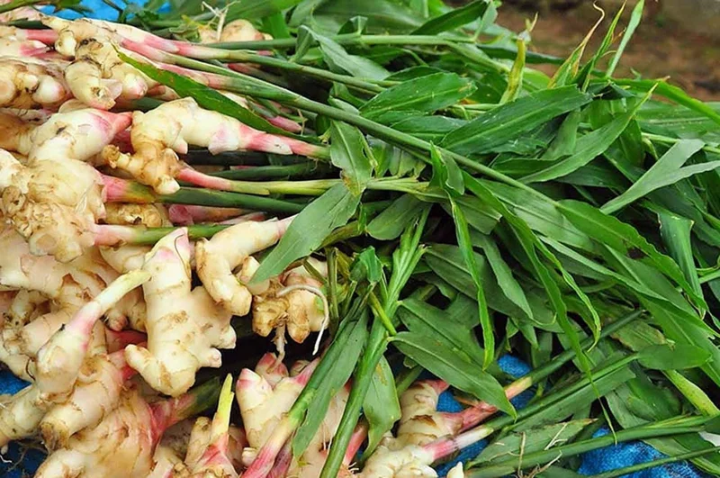Organic Ginger Live Plant - Zingiber officinale Starter, 4-8 inches Tall, Indoor/Outdoor - Image 6