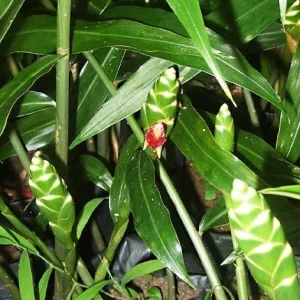 Organic Ginger Live Plant - Zingiber officinale Starter, 4-8 inches Tall, Indoor/Outdoor - Image 7