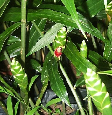Organic Ginger Live Plant - Zingiber officinale Starter, 4-8 inches Tall, Indoor/Outdoor - Image 7