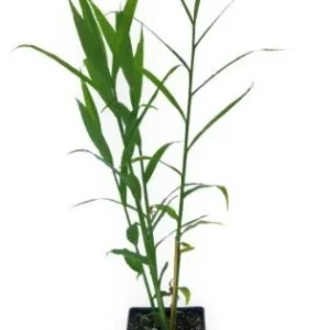 Organic Ginger Live Plant - Zingiber officinale Starter, 4-8 inches Tall, Indoor/Outdoor - Image 8