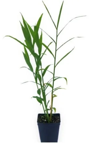 Organic Ginger Live Plant - Zingiber officinale Starter, 4-8 inches Tall, Indoor/Outdoor - Image 8