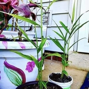 Organic Ginger Live Plant - Zingiber officinale Starter, 4-8 inches Tall, Indoor/Outdoor - Image 9