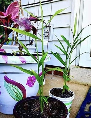 Organic Ginger Live Plant - Zingiber officinale Starter, 4-8 inches Tall, Indoor/Outdoor - Image 9