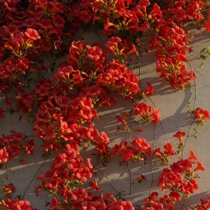 Organic Red Trumpet Vine Seeds - 12-Pack Perennial Hummingbird Attractor for Outdoor Gardens - Image 2
