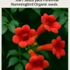 Organic Red Trumpet Vine Seeds - 12-Pack Perennial Hummingbird Attractor for Outdoor Gardens - Image 1