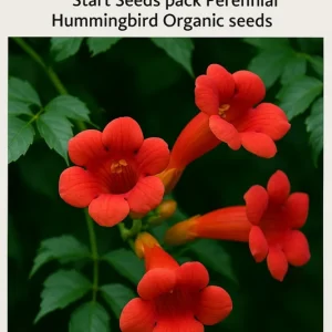 Organic Red Trumpet Vine Seeds - 12-Pack Perennial Hummingbird Attractor for Outdoor Gardens - Image 1