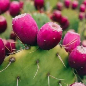 Organic Thornless Prickly Pear Live Plant - 4 Inch Pot - Indoor/Outdoor Succulent - Image 2