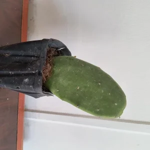 Organic Thornless Prickly Pear Live Plant - 4 Inch Pot - Indoor/Outdoor Succulent - Image 3