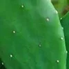 Organic Thornless Prickly Pear Live Plant - 4 Inch Pot - Indoor/Outdoor Succulent - Image 1