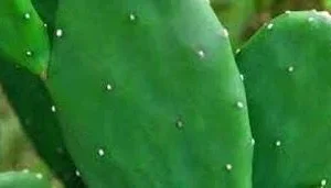 Organic Thornless Prickly Pear Live Plant - 4 Inch Pot - Indoor/Outdoor Succulent - Image 1
