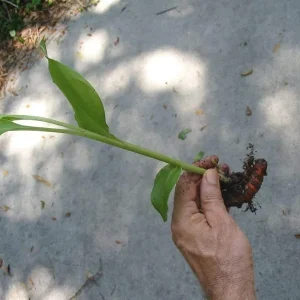 Organic Yellow Turmeric Plant - 2 Live Curcuma Longa Rhizomes, 4-6 inch Tall, Edible Root for Home Growing - Image 2