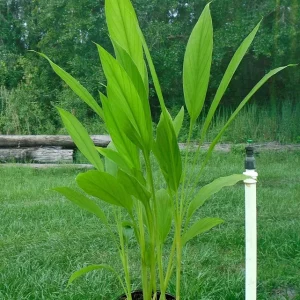Organic Yellow Turmeric Plant - 2 Live Curcuma Longa Rhizomes, 4-6 inch Tall, Edible Root for Home Growing - Image 3