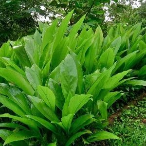 Organic Yellow Turmeric Plant - 2 Live Curcuma Longa Rhizomes, 4-6 inch Tall, Edible Root for Home Growing - Image 6