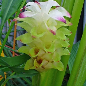 Organic Yellow Turmeric Plant - 2 Live Curcuma Longa Rhizomes, 4-6 inch Tall, Edible Root for Home Growing - Image 7