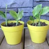 Organic Yellow Turmeric Plant - 2 Live Curcuma Longa Rhizomes, 4-6 inch Tall, Edible Root for Home Growing - Image 1