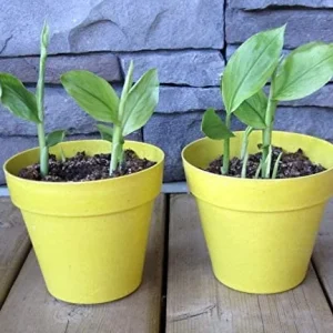 Organic Yellow Turmeric Plant - 2 Live Curcuma Longa Rhizomes, 4-6 inch Tall, Edible Root for Home Growing - Image 1