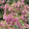 Origanum 'Kent Beauty' Ornamental Oregano Live Plant - 2.5x3.5 Inch Pot - Image 1