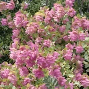 Origanum 'Kent Beauty' Ornamental Oregano Live Plant - 2.5x3.5 Inch Pot - Image 1