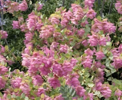 Origanum 'Kent Beauty' Ornamental Oregano Live Plant - 2.5x3.5 Inch Pot - Image 1