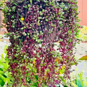 Othonna Capensis Ruby Necklace Seeds - Trailing Succulent - 100+ Seeds - Indoor/Outdoor - Image 2