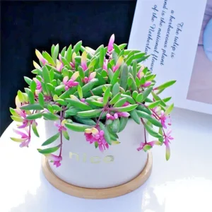Othonna Capensis Ruby Necklace Seeds - Trailing Succulent - 100+ Seeds - Indoor/Outdoor - Image 3