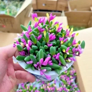 Othonna Capensis Ruby Necklace Seeds - Trailing Succulent - 100+ Seeds - Indoor/Outdoor - Image 1