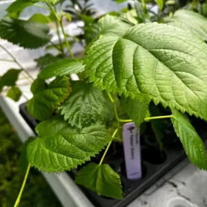 Pakistan Mulberry Live Plant – Half Gallon Pot – Sweet Fruit Tree - Image 2