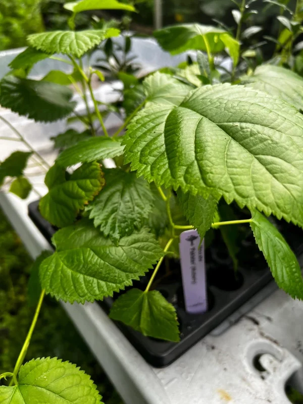 Pakistan Mulberry Live Plant – Half Gallon Pot – Sweet Fruit Tree - Image 2