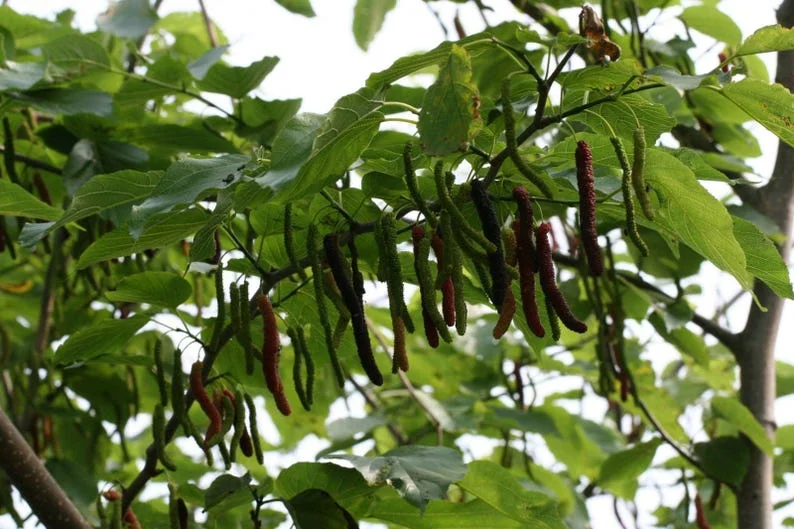 Pakistan Mulberry Live Plant – Half Gallon Pot – Sweet Fruit Tree - Image 3