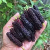 Pakistan Mulberry Live Plant – Half Gallon Pot – Sweet Fruit Tree - Image 1