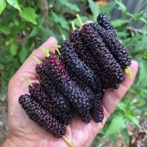 Pakistan Mulberry Live Plant – Half Gallon Pot – Sweet Fruit Tree - Image 1