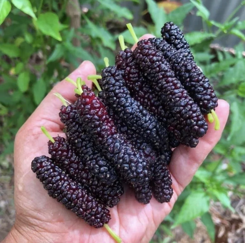 Pakistan Mulberry Live Plant – Half Gallon Pot – Sweet Fruit Tree - Image 1