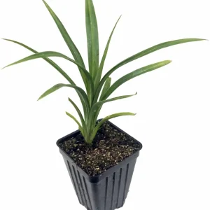 Pandan Live Plant 4-6 Inch - Pandanus Amaryllifolius - Tropical Herb for Culinary Use - Image 2
