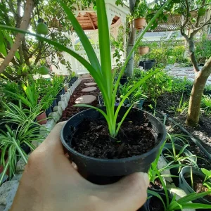 Pandan Live Plant 4-6 Inch - Pandanus Amaryllifolius - Tropical Herb for Culinary Use - Image 3