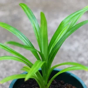 Pandan Live Plant 4-6 Inch - Pandanus Amaryllifolius - Tropical Herb for Culinary Use - Image 4