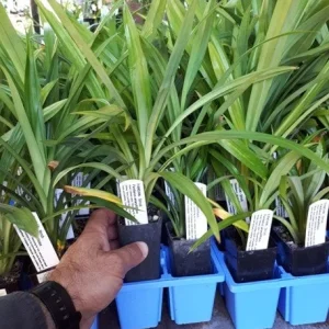 Pandan Live Plant 4-6 Inch - Pandanus Amaryllifolius - Tropical Herb for Culinary Use - Image 5