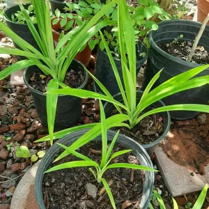 Pandan Live Plant 4-6 Inch - Pandanus Amaryllifolius - Tropical Herb for Culinary Use - Image 6
