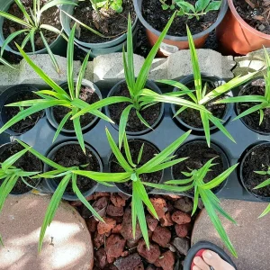 Pandan Live Plant 4-6 Inch - Pandanus Amaryllifolius - Tropical Herb for Culinary Use - Image 7