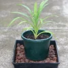 Pandan Live Plant 4-6 Inch - Pandanus Amaryllifolius - Tropical Herb for Culinary Use - Image 1