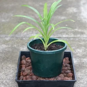 Pandan Live Plant 4-6 Inch - Pandanus Amaryllifolius - Tropical Herb for Culinary Use - Image 1