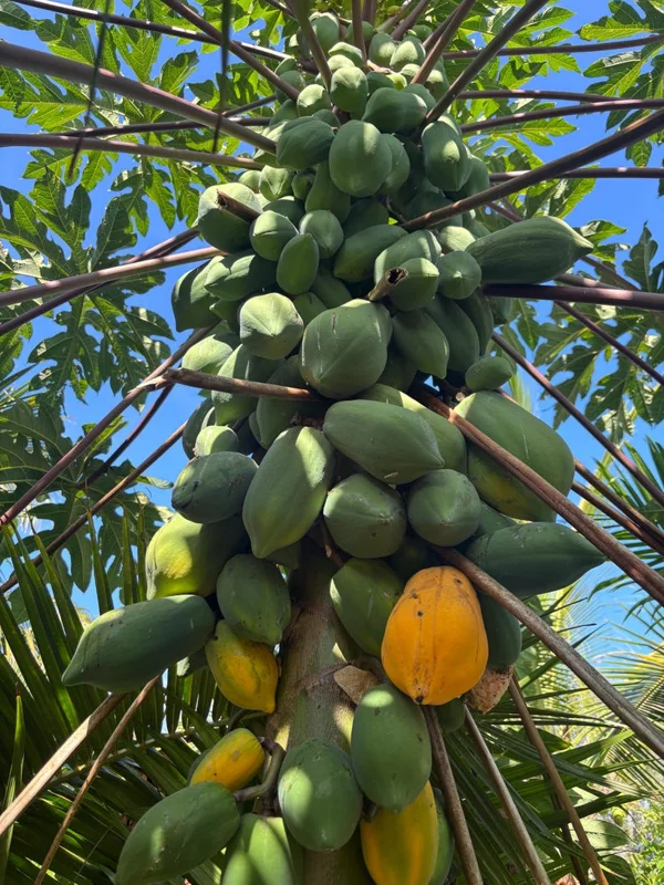Papaya Live Plant – Tropical Fruit Tree – 5-10 inches Tall – 4 inch Pot - Image 2
