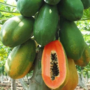 Papaya Live Plant – Tropical Fruit Tree – 5-10 inches Tall – 4 inch Pot - Image 1