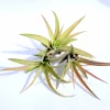 Peach Capitata Air Plant Mix - Set of 3 Tillandsia Live Plants, Drought Tolerant, 4-12 inches - Image 1